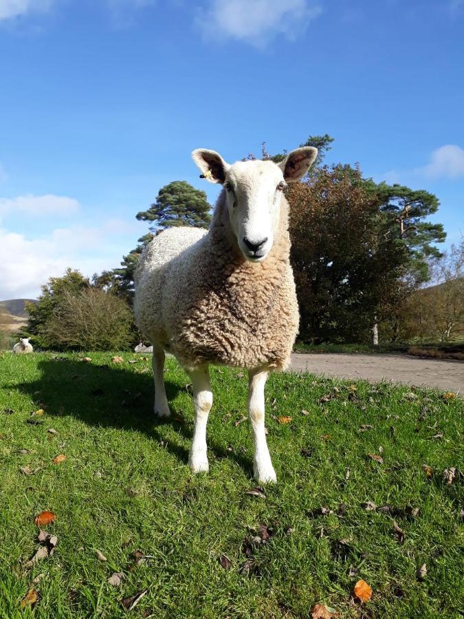 Beautiful Traditional Secluded Country Cottage Sanquhar Kültér fotó